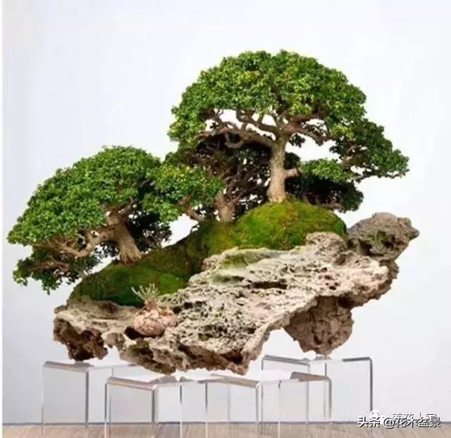 輕鬆學會7個直幹型盆景造型方式!