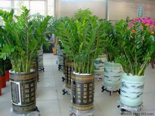 十二生肖養什麼植物最旺自己財運,想賺錢這樣擺就對了