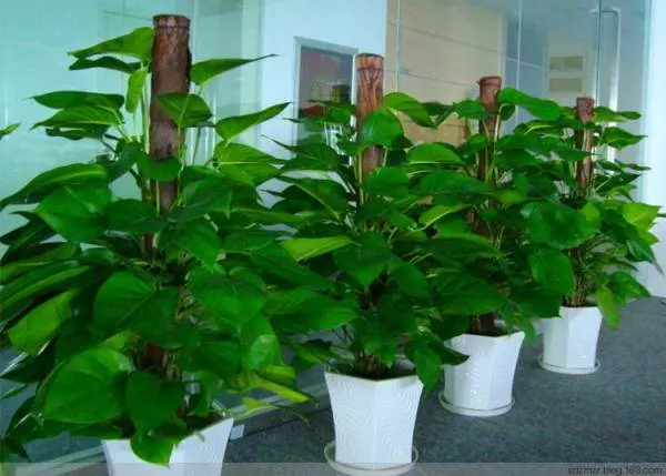 十二生肖養什麼植物最旺自己財運,想賺錢這樣擺就對了