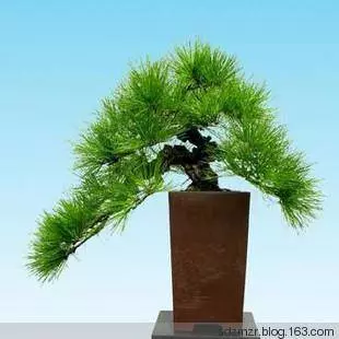 十二生肖養什麼植物最旺自己財運,想賺錢這樣擺就對了