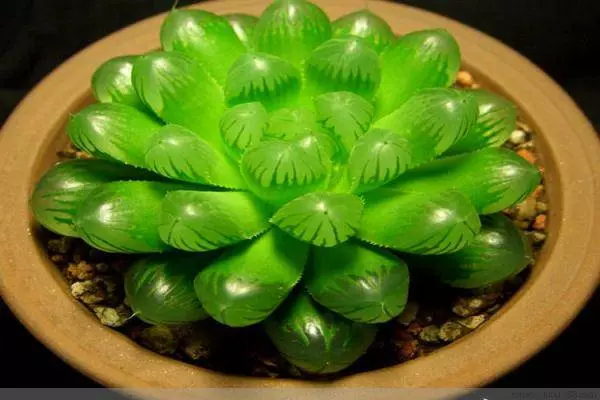 十二生肖養什麼植物最旺自己財運,想賺錢這樣擺就對了