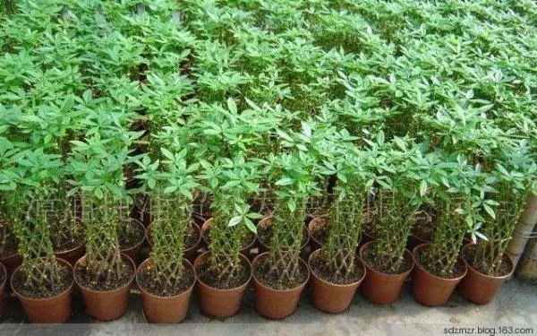 十二生肖養什麼植物最旺自己財運,想賺錢這樣擺就對了