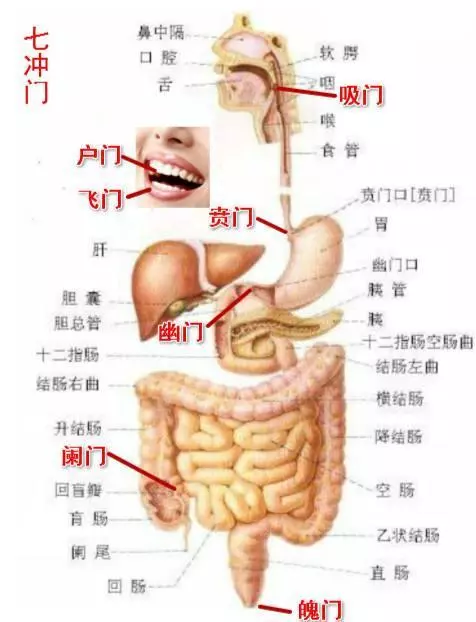 賁門、幽門、闌門、魄門(七衝門)的意義與穴位的關係如何?
