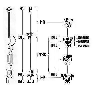 賁門、幽門、闌門、魄門(七衝門)的意義與穴位的關係如何?
