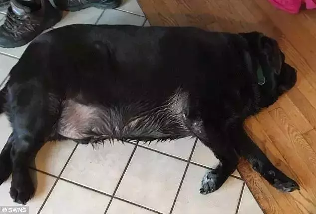 違反天性做導盲犬,拉布拉多狗生是有多麼不易