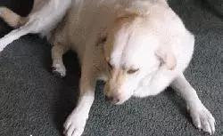 違反天性做導盲犬,拉布拉多狗生是有多麼不易