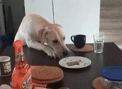 違反天性做導盲犬,拉布拉多狗生是有多麼不易