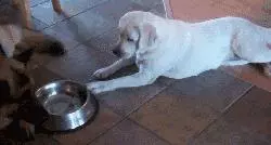 違反天性做導盲犬,拉布拉多狗生是有多麼不易