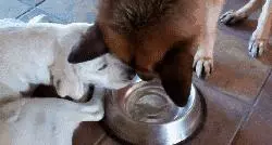 違反天性做導盲犬,拉布拉多狗生是有多麼不易