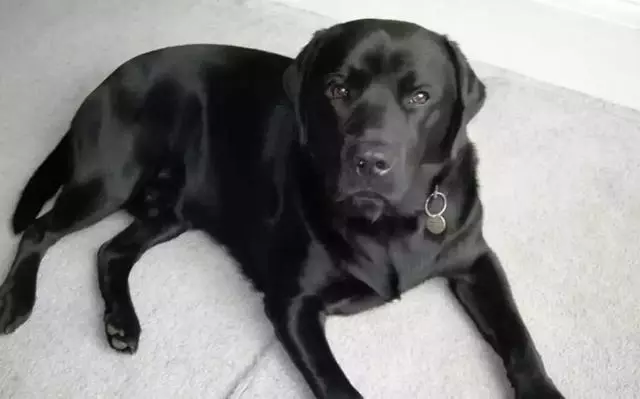 違反天性做導盲犬,拉布拉多狗生是有多麼不易