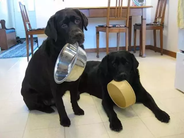 違反天性做導盲犬,拉布拉多狗生是有多麼不易