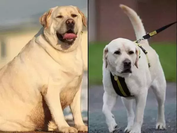 違反天性做導盲犬,拉布拉多狗生是有多麼不易