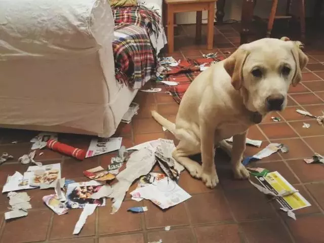 違反天性做導盲犬,拉布拉多狗生是有多麼不易