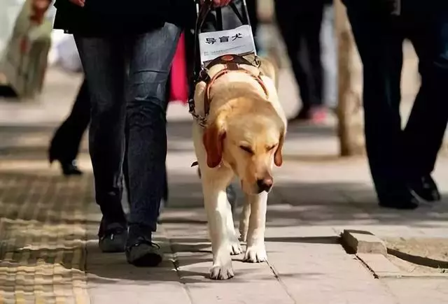 違反天性做導盲犬,拉布拉多狗生是有多麼不易