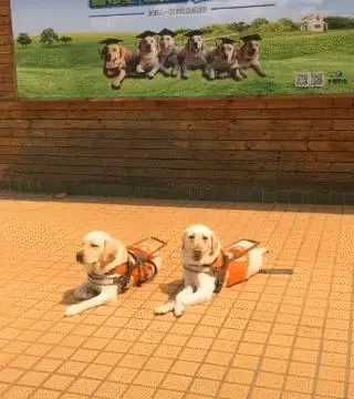 違反天性做導盲犬,拉布拉多狗生是有多麼不易