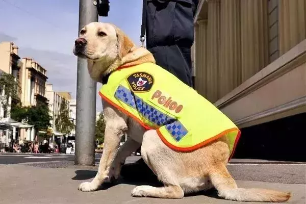 違反天性做導盲犬,拉布拉多狗生是有多麼不易