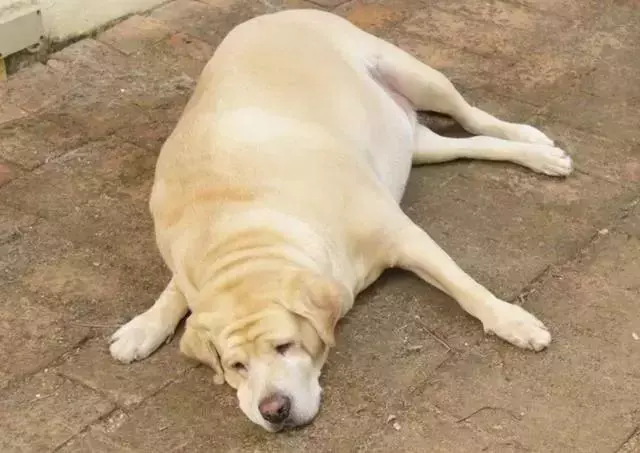 違反天性做導盲犬,拉布拉多狗生是有多麼不易