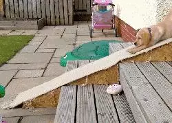違反天性做導盲犬,拉布拉多狗生是有多麼不易