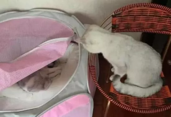 母貓在窩內產子,公貓一眼不眨在旁邊靜守