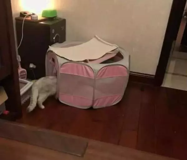 母貓在窩內產子,公貓一眼不眨在旁邊靜守