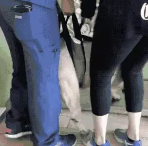 狗子:一年甩掉50斤肉是種什麼體驗?