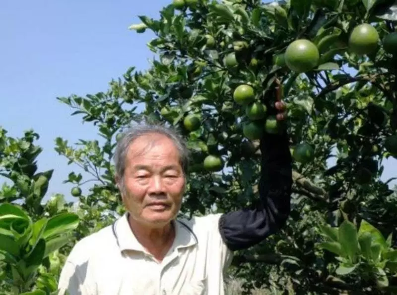 農民鋤地發現泥土硬硬的 挖開以為是古董...牠一動才知是「中國最古老蜘蛛」