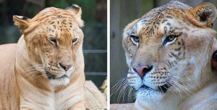 13種被老天爺玩弄基因的「夢幻混種動物」 白馬+斑馬的混合體根本像神獸!