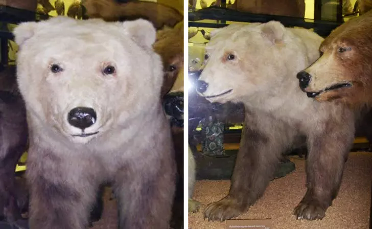 13種被老天爺玩弄基因的「夢幻混種動物」 白馬+斑馬的混合體根本像神獸!