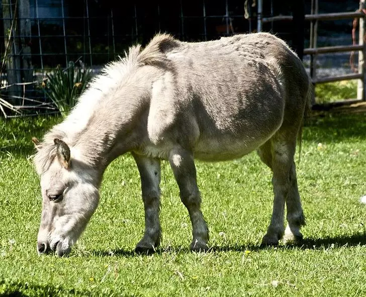 13種被老天爺玩弄基因的「夢幻混種動物」 白馬+斑馬的混合體根本像神獸!