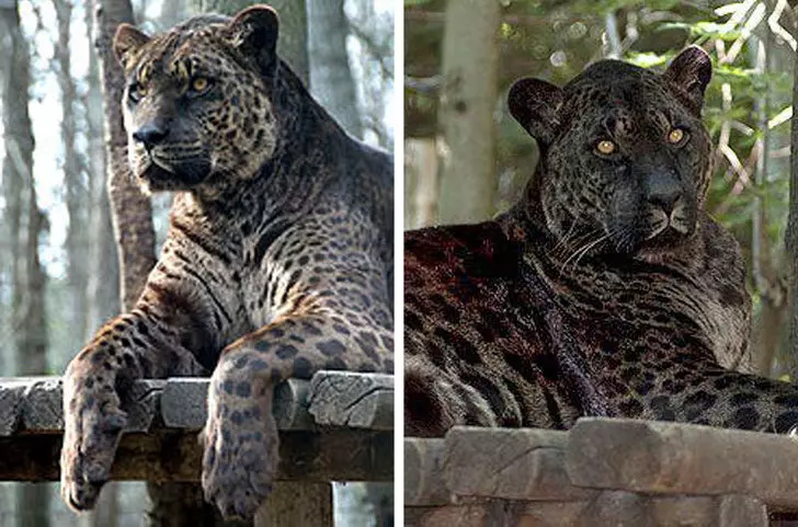 13種被老天爺玩弄基因的「夢幻混種動物」 白馬+斑馬的混合體根本像神獸!