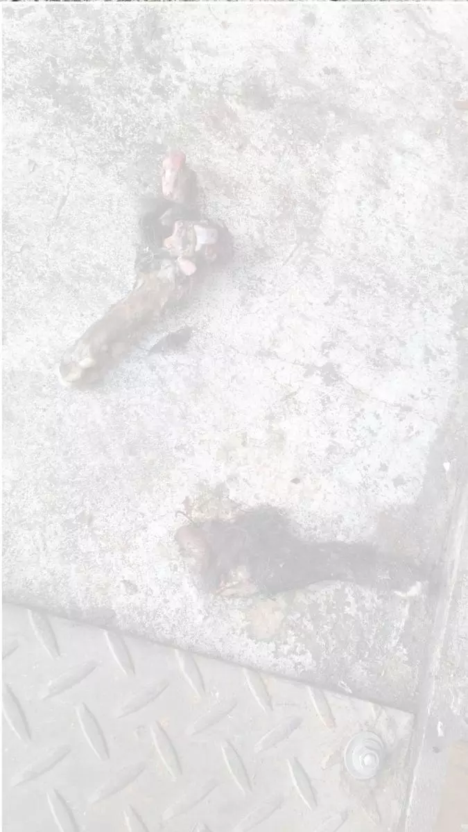 小白襪貓躺騎樓...路人喊好可愛上前一看 傻眼倒退3步:牠的腳散在旁邊