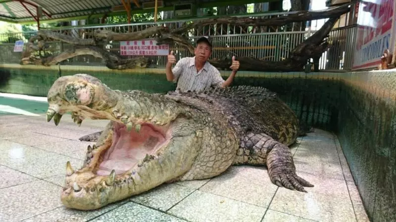 台南鱷魚王才剛移居廈門... 遊客丟石子+嬉笑拍照:只是想確定是不是真的