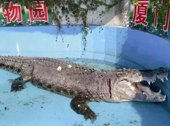 台南鱷魚王才剛移居廈門... 遊客丟石子+嬉笑拍照:只是想確定是不是真的