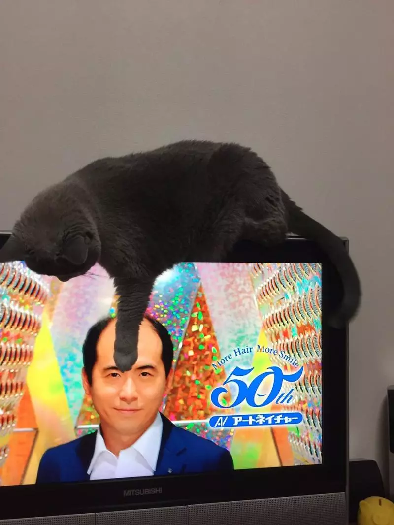 11張主角換人當「完美融入電視場景」的貓咪亂入照 歐巴碰到喵星人也沒轍!