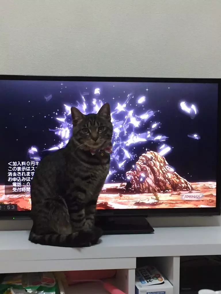 11張主角換人當「完美融入電視場景」的貓咪亂入照 歐巴碰到喵星人也沒轍!