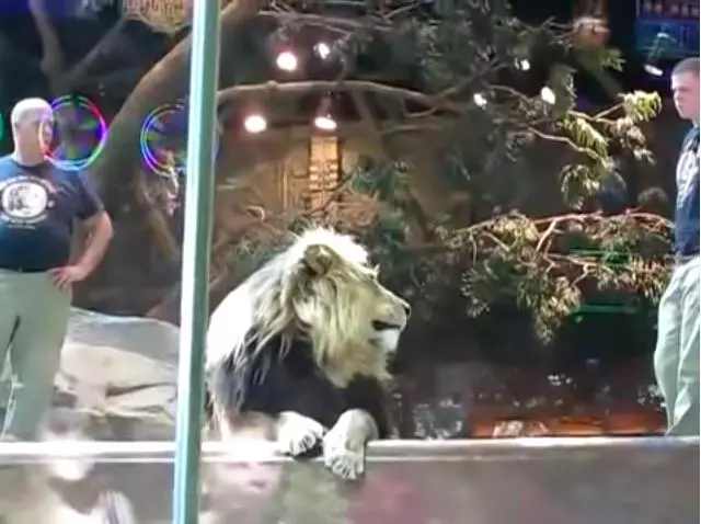 雄獅發狂撲向飼育員 一旁母獅看到後「劇情突然超展開」