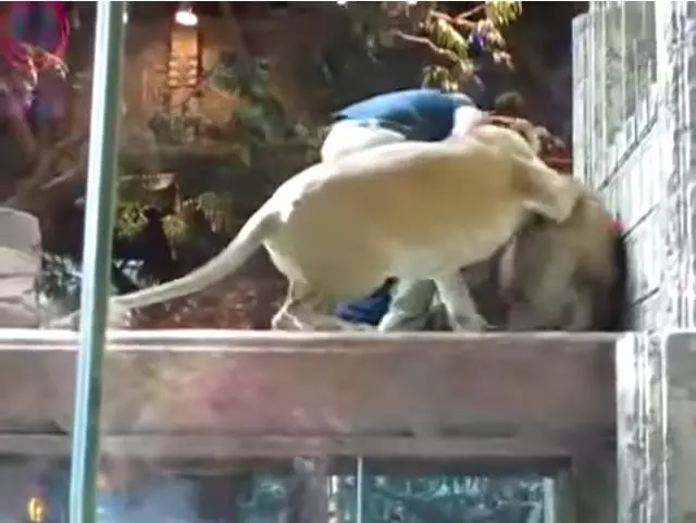 雄獅發狂撲向飼育員 一旁母獅看到後「劇情突然超展開」