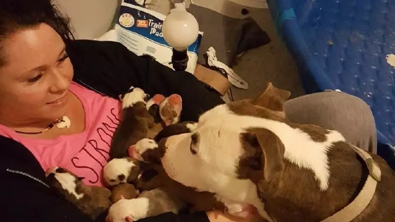 被中途媽照顧比特犬好感激! 它「連叼11隻寶寶」放她懷裡:這裡最安全~