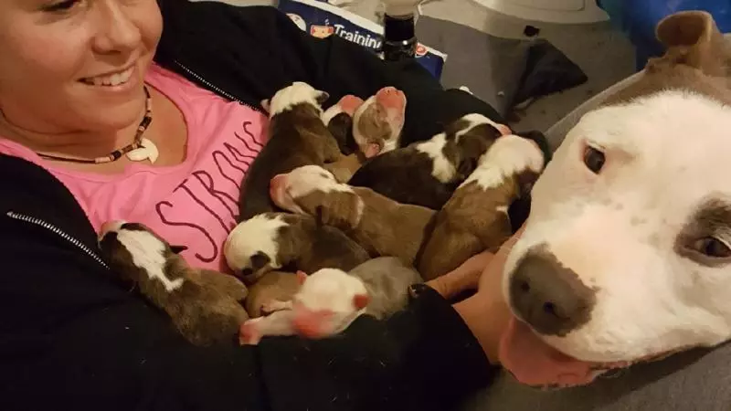被中途媽照顧比特犬好感激! 它「連叼11隻寶寶」放她懷裡:這裡最安全~