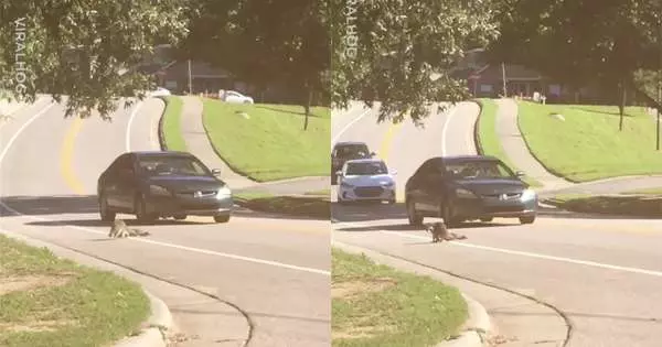 你快睜開眼睛啊!目睹同伴被車子撞倒,浣熊心碎舉動讓所有人眼淚洩洪!
