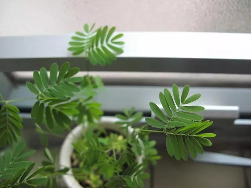 這7種植物不要種在家裡邊,劇毒,最後一種很多人家都在養