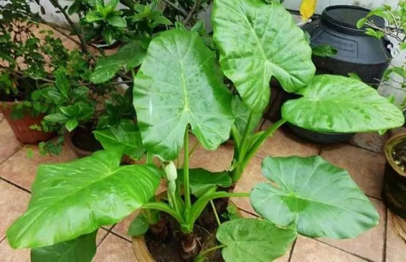 這7種植物不要種在家裡邊,劇毒,最後一種很多人家都在養