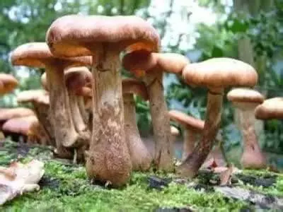 一張健康表,百萬都買不到,非常實用!