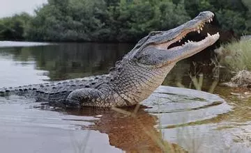 巫師自稱法力無邊,能控制鱷魚!跳進鱷魚池後,被鱷魚拖走身亡