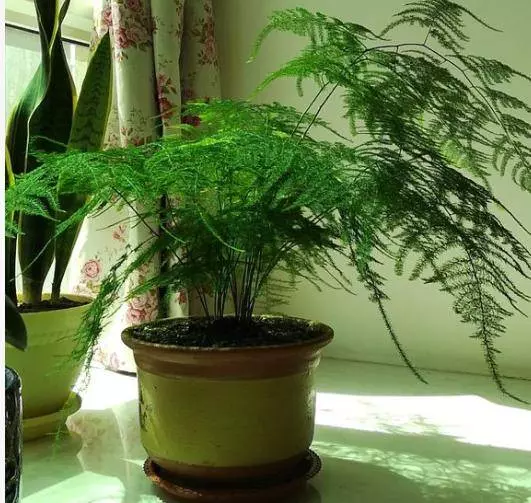 花露水不僅能驅蚊,給花用了,不招蟲不黃葉!