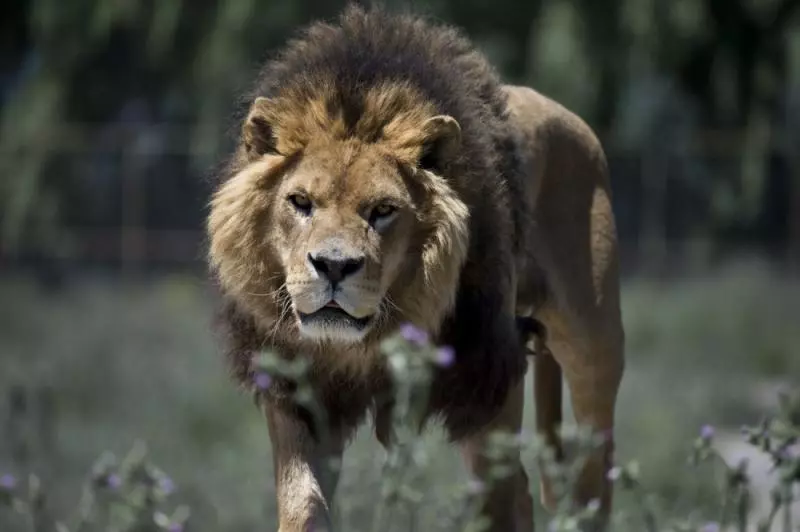 一聞到肉味就會跳上來… 超狂逆轉動物園體驗「人關籠被獅子看」