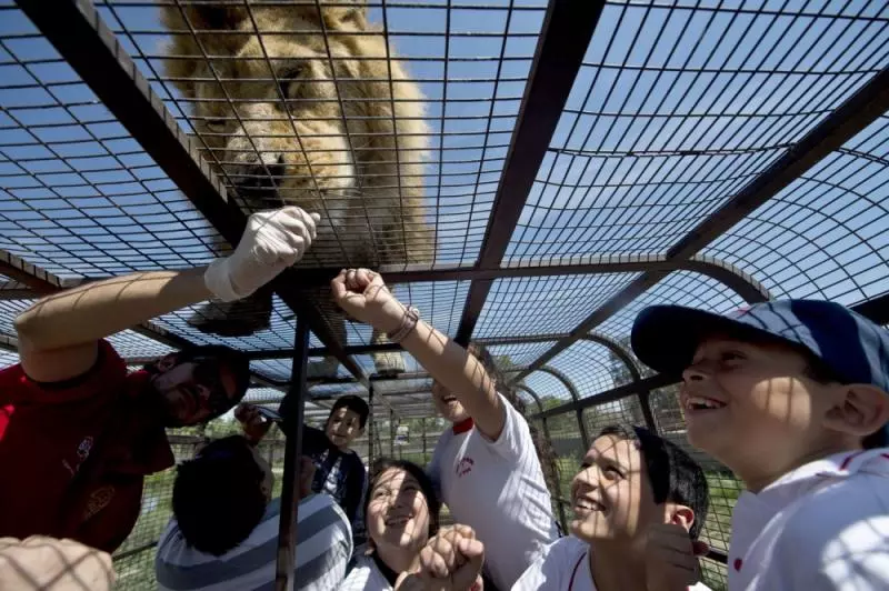 一聞到肉味就會跳上來… 超狂逆轉動物園體驗「人關籠被獅子看」