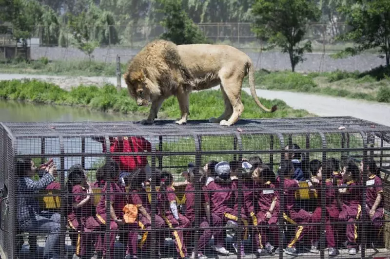 一聞到肉味就會跳上來… 超狂逆轉動物園體驗「人關籠被獅子看」