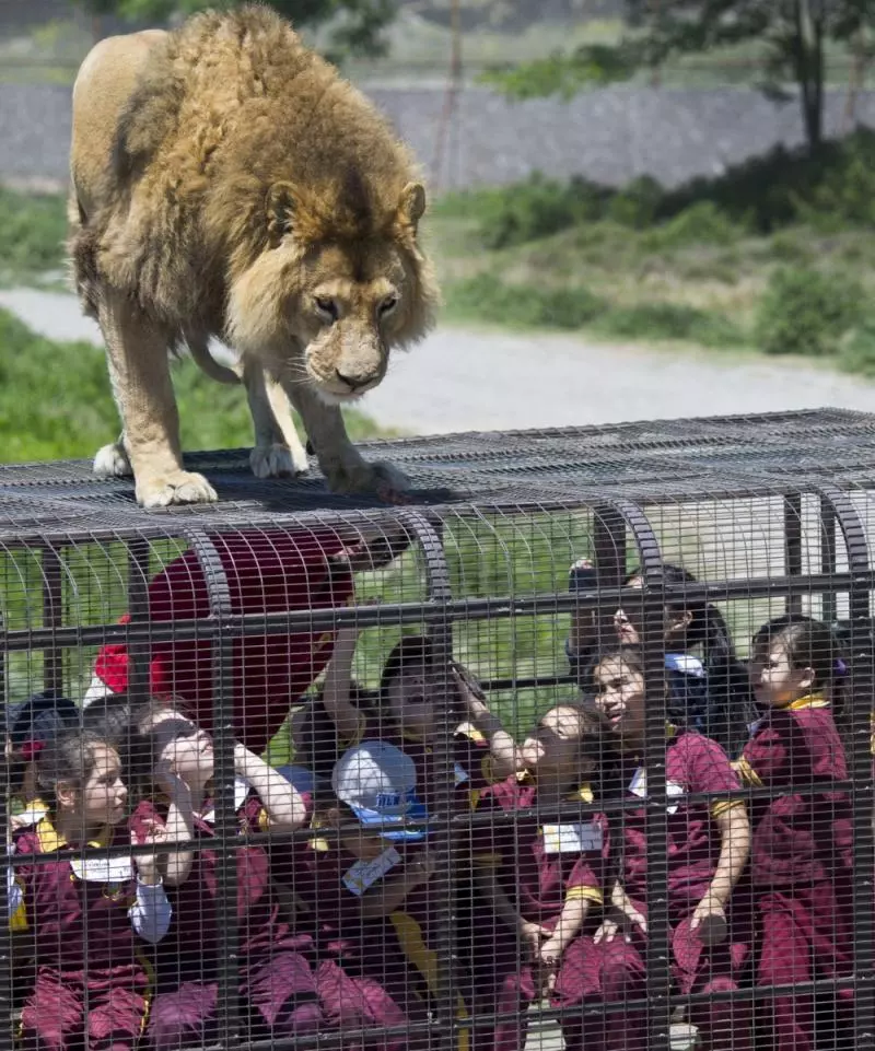 一聞到肉味就會跳上來… 超狂逆轉動物園體驗「人關籠被獅子看」