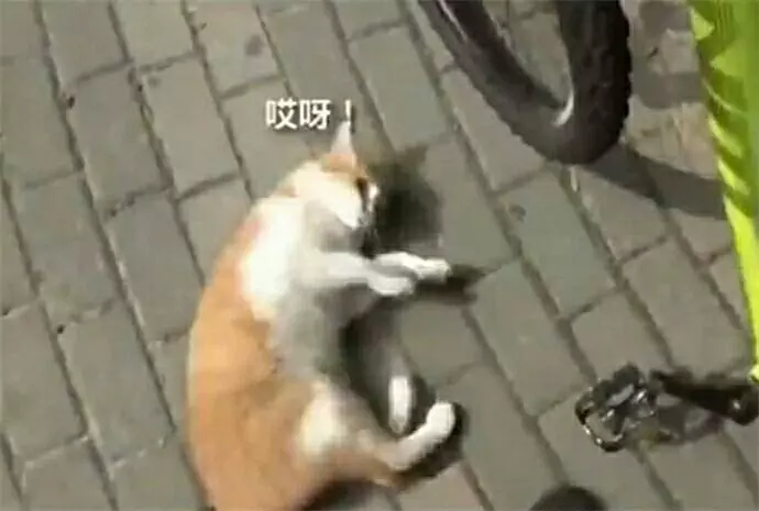 主人到家發現貓咪在取暖,可總覺得哪裡不對勁,走近一看笑噴了